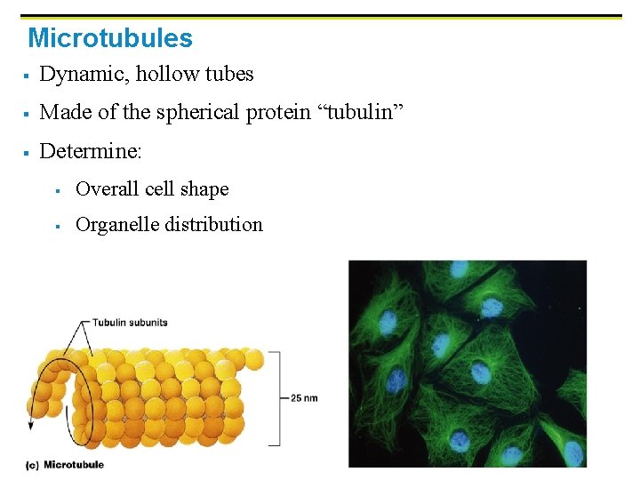 Microtubules § Dynamic, hollow tubes § Made of the spherical protein “tubulin” § Determine: