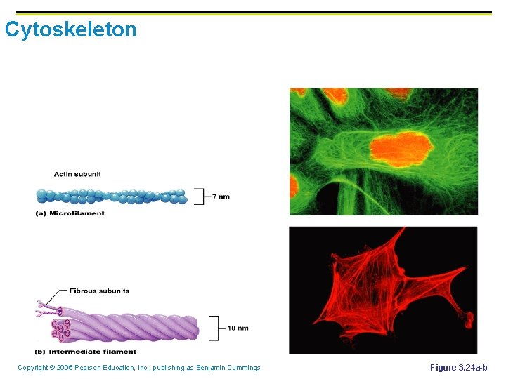 Cytoskeleton Copyright © 2006 Pearson Education, Inc. , publishing as Benjamin Cummings Figure 3.