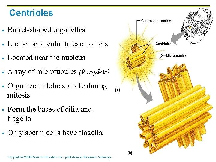 Centrioles § Barrel-shaped organelles § Lie perpendicular to each others § Located near the