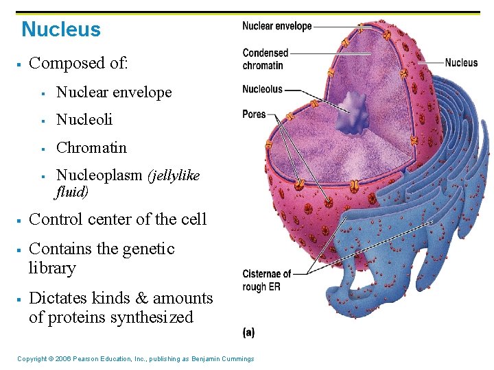 Nucleus § Composed of: § Nuclear envelope § Nucleoli § Chromatin § Nucleoplasm (jellylike