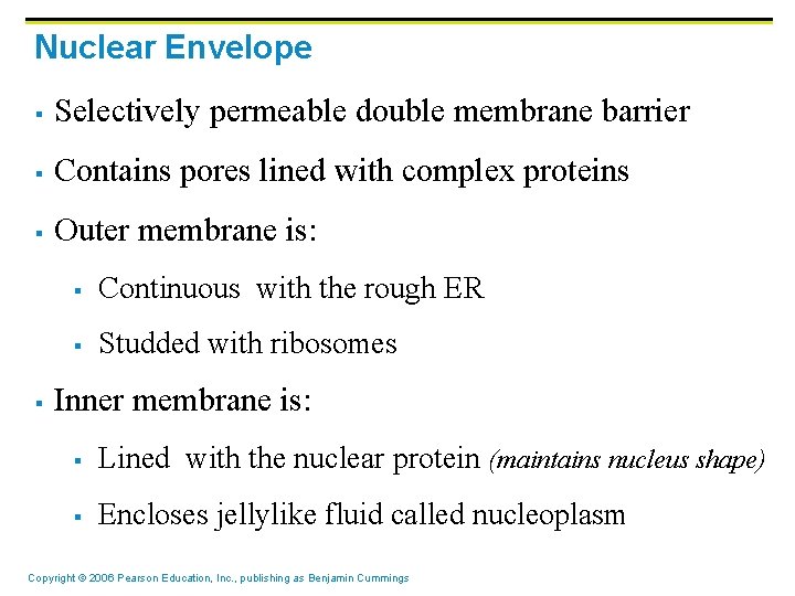 Nuclear Envelope § Selectively permeable double membrane barrier § Contains pores lined with complex