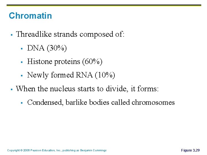 Chromatin § § Threadlike strands composed of: § DNA (30%) § Histone proteins (60%)