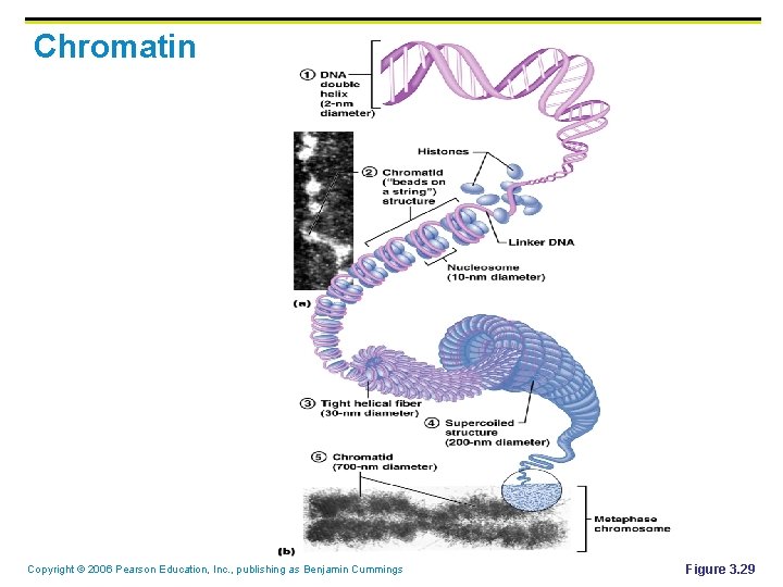 Chromatin Copyright © 2006 Pearson Education, Inc. , publishing as Benjamin Cummings Figure 3.