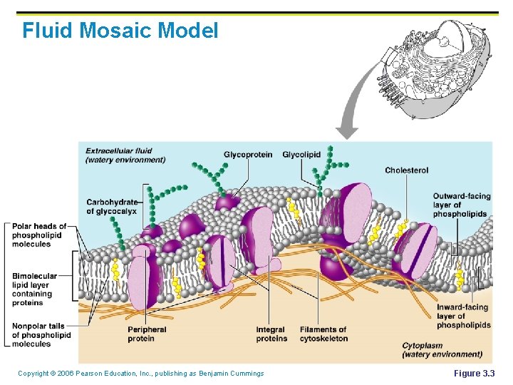 Fluid Mosaic Model Copyright © 2006 Pearson Education, Inc. , publishing as Benjamin Cummings
