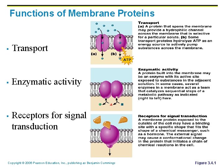 Functions of Membrane Proteins § Transport § Enzymatic activity § Receptors for signal transduction