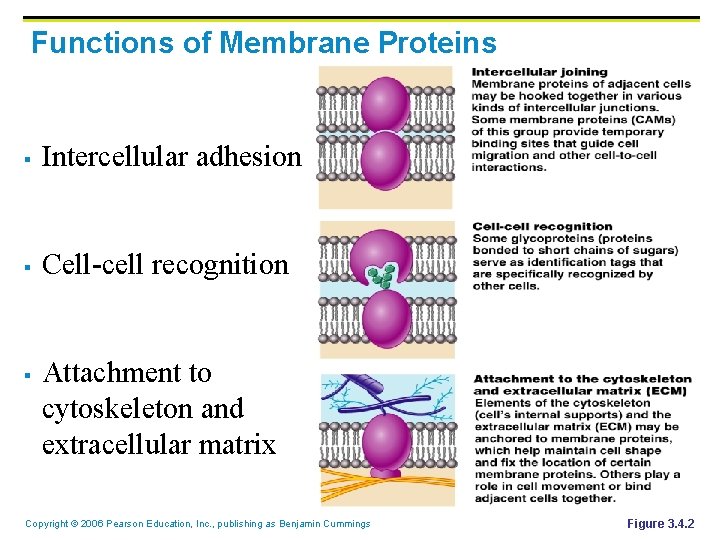 Functions of Membrane Proteins § Intercellular adhesion § Cell-cell recognition § Attachment to cytoskeleton