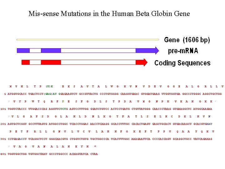 Mis-sense Mutations in the Human Beta Globin Gene M V H L T P