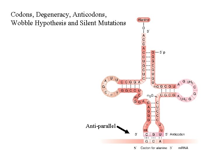 Codons, Degeneracy, Anticodons, Wobble Hypothesis and Silent Mutations Anti-parallel 