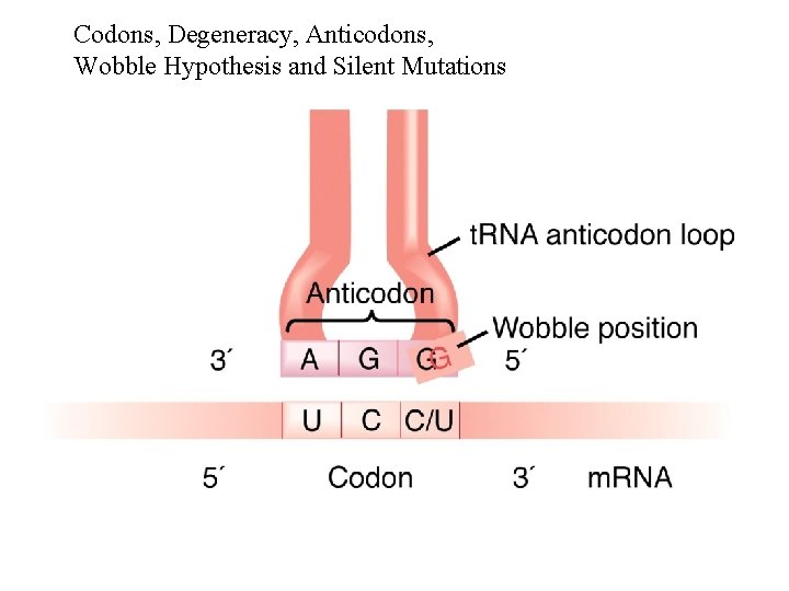 Codons, Degeneracy, Anticodons, Wobble Hypothesis and Silent Mutations 