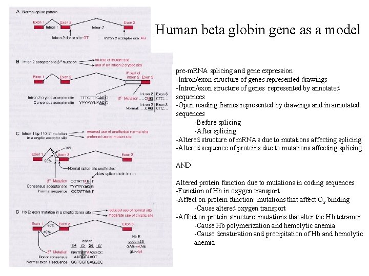 Human beta globin gene as a model pre-m. RNA splicing and gene expression -Intron/exon