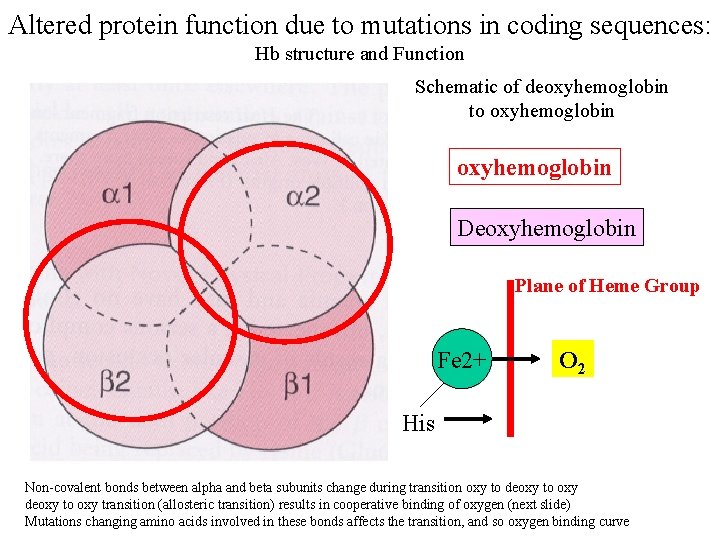 Altered protein function due to mutations in coding sequences: Hb structure and Function Schematic