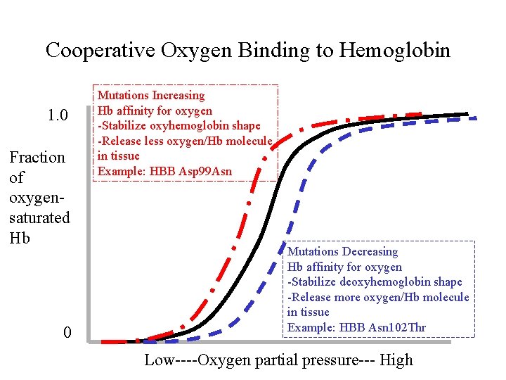 Cooperative Oxygen Binding to Hemoglobin 1. 0 Fraction of oxygensaturated Hb 0 Mutations Increasing