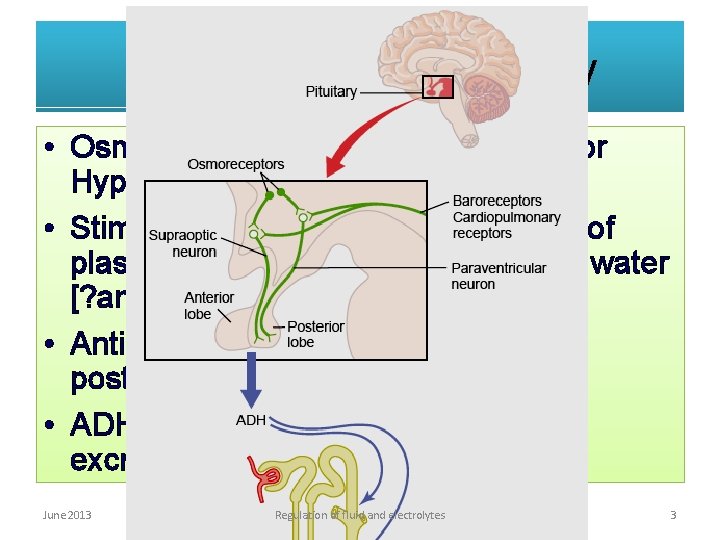 Regulation of Osmolality • Osmoreceptors are located in anterior Hypothalamus. • Stimulated by increase