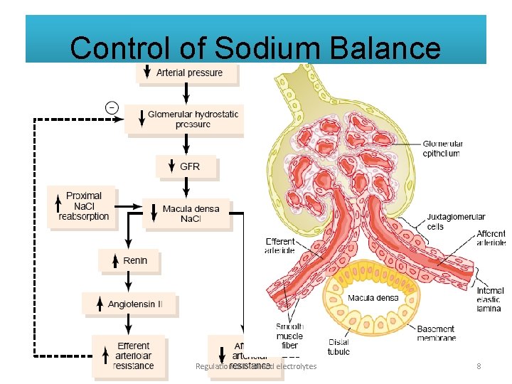 Control of Sodium Balance • Sodium is the main osmotic substance in plasma. •