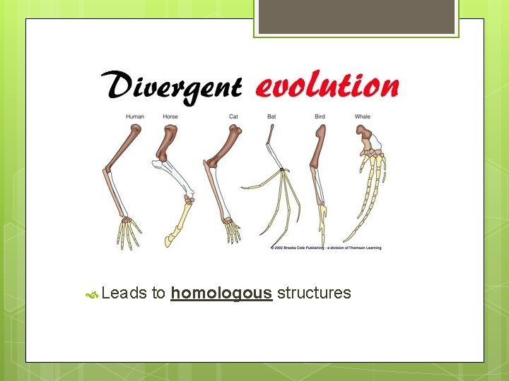  Leads to homologous structures 