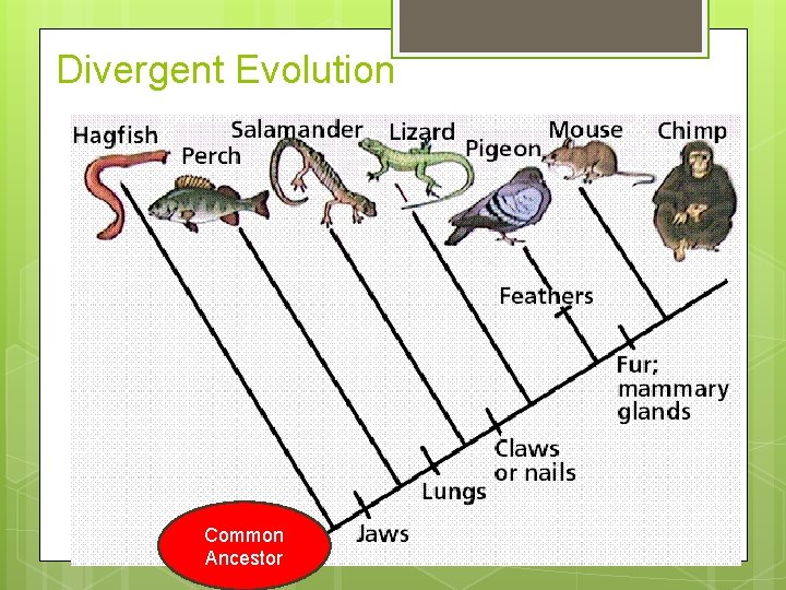 Divergent Evolution Common Ancestor 