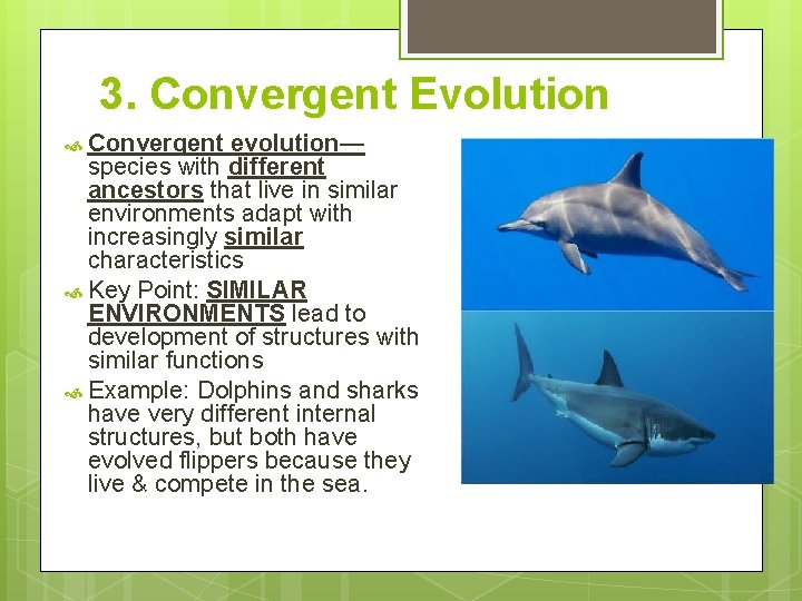 3. Convergent Evolution Convergent evolution— species with different ancestors that live in similar environments