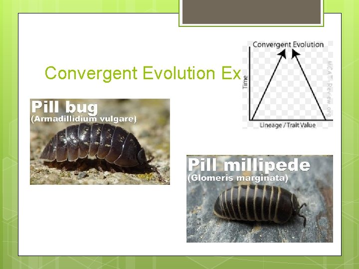 Convergent Evolution Example: 