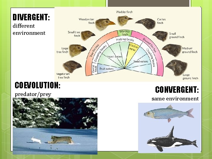 DIVERGENT: different environment COEVOLUTION: predator/prey CONVERGENT: same environment 