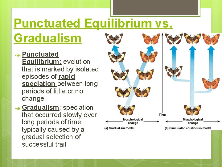 Punctuated Equilibrium vs. Gradualism Punctuated Equilibrium: evolution that is marked by isolated episodes of
