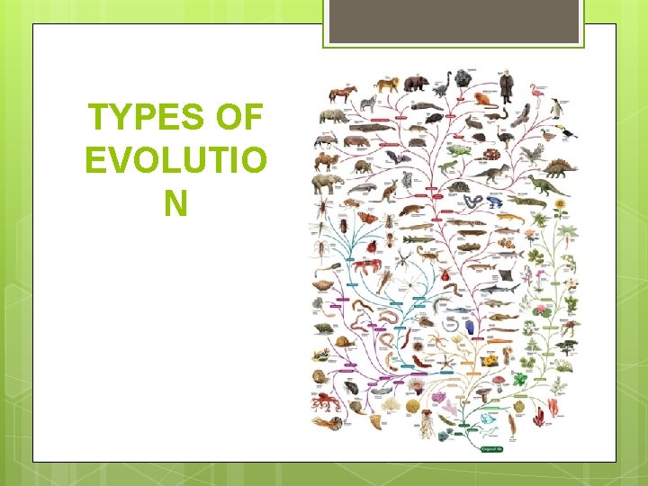TYPES OF EVOLUTIO N 