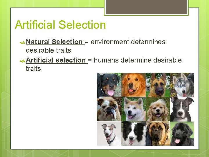 Artificial Selection Natural Selection = environment determines desirable traits Artificial selection = humans determine
