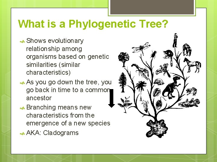 What is a Phylogenetic Tree? Shows evolutionary relationship among organisms based on genetic similarities