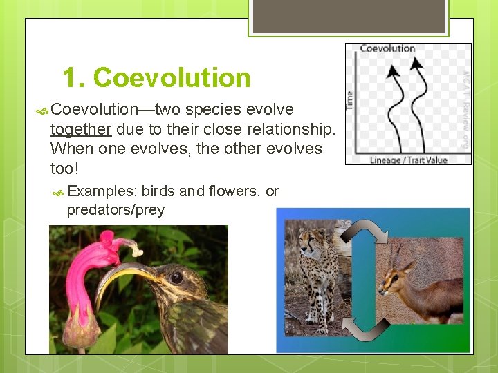 1. Coevolution—two species evolve together due to their close relationship. When one evolves, the