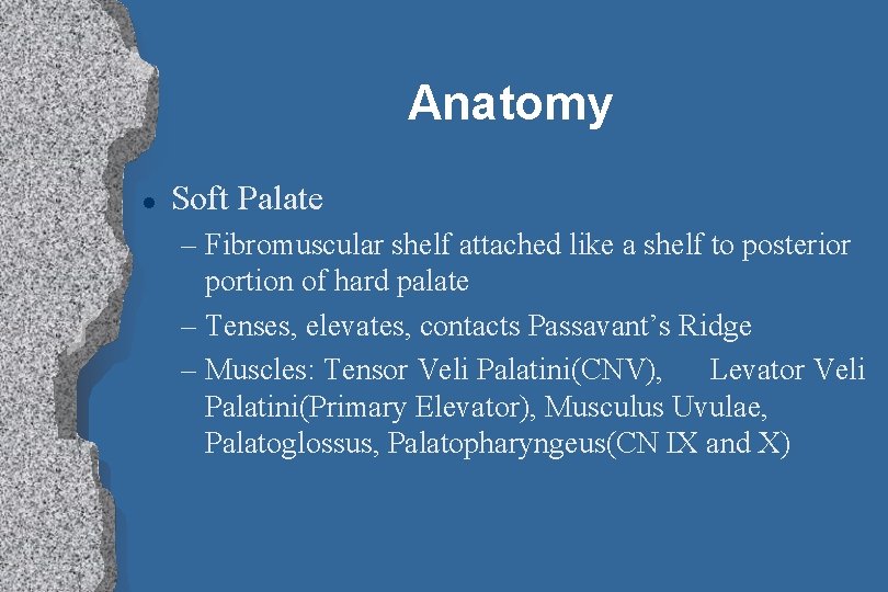 Anatomy l Soft Palate – Fibromuscular shelf attached like a shelf to posterior portion