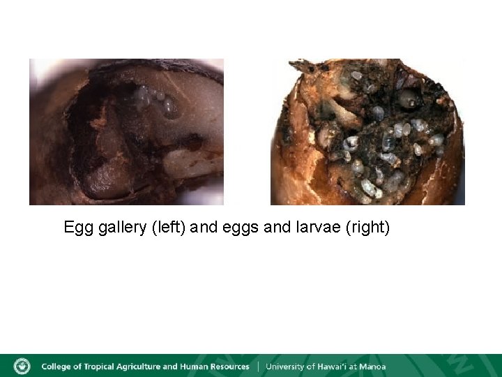 Egg gallery (left) and eggs and larvae (right) 