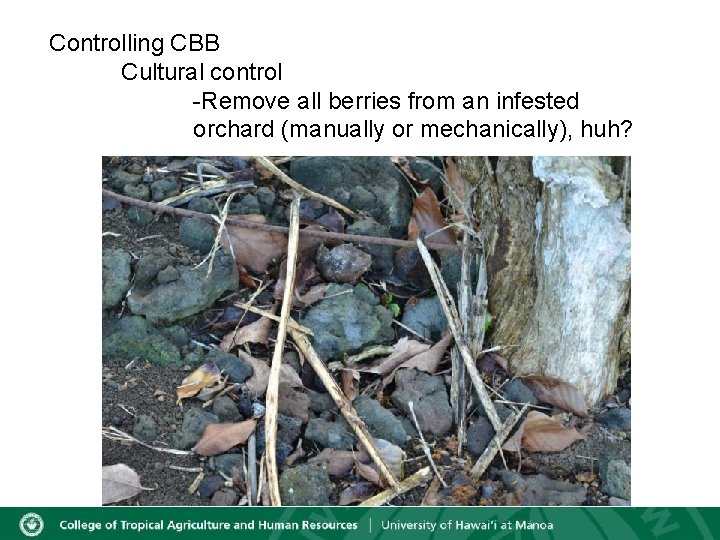 Controlling CBB Cultural control -Remove all berries from an infested orchard (manually or mechanically),