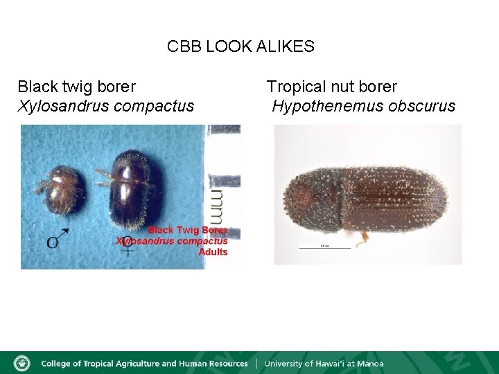 CBB LOOK ALIKES Black twig borer Xylosandrus compactus Hawai`i Department of Agriculture Tropical nut