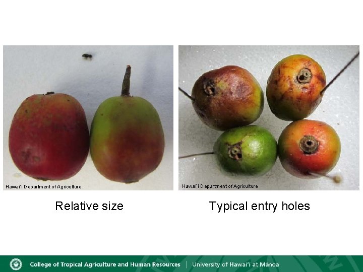 Hawai`i Department of Agriculture Relative size Hawai`i Department of Agriculture Typical entry holes 