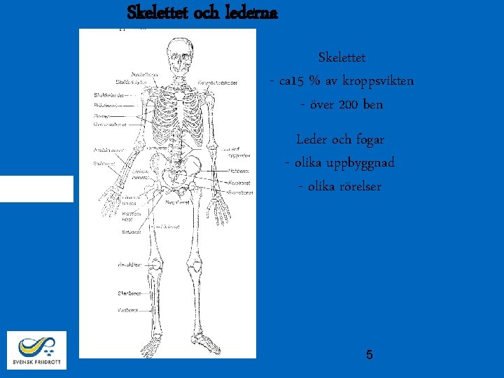 Skelettet och lederna Skelettet - ca 15 % av kroppsvikten - över 200 ben