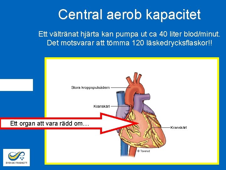 Central aerob kapacitet Ett vältränat hjärta kan pumpa ut ca 40 liter blod/minut. Det