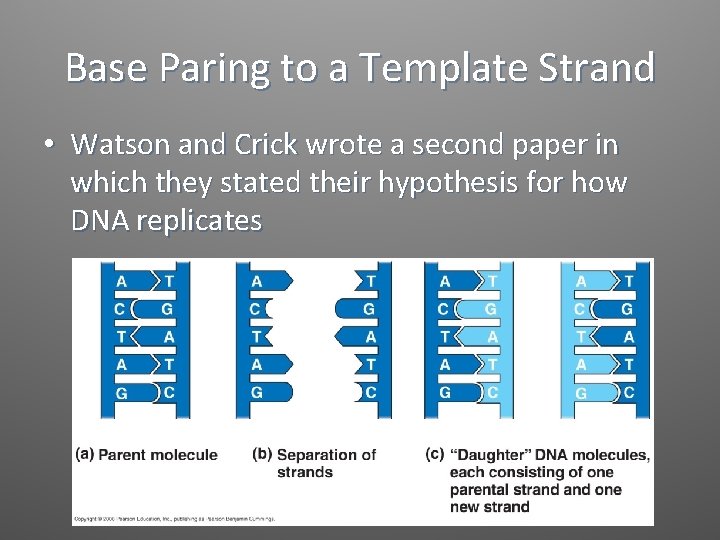 Base Paring to a Template Strand • Watson and Crick wrote a second paper