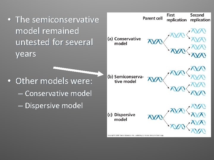  • The semiconservative model remained untested for several years • Other models were: