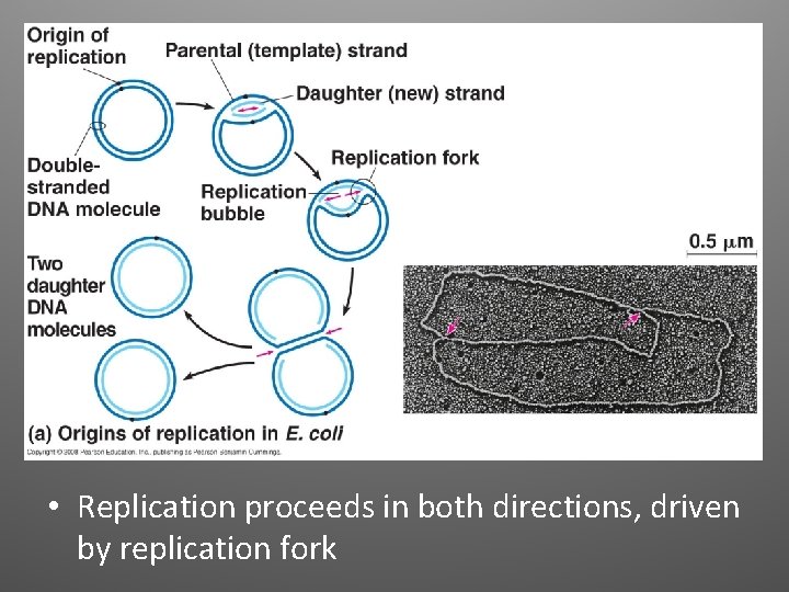  • Replication proceeds in both directions, driven by replication fork 