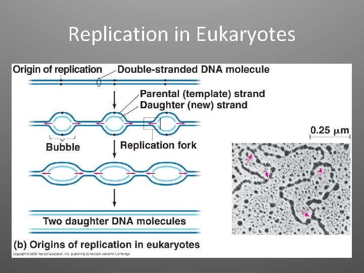 Replication in Eukaryotes 