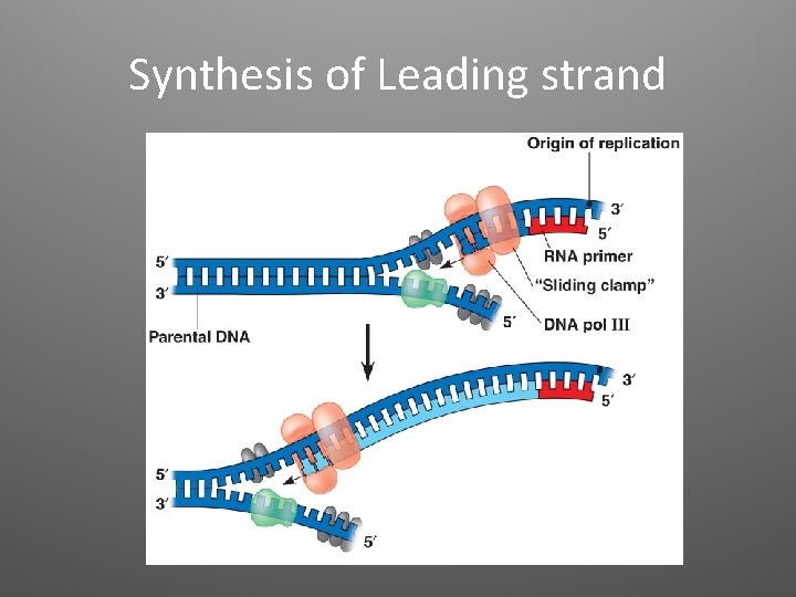 Synthesis of Leading strand 