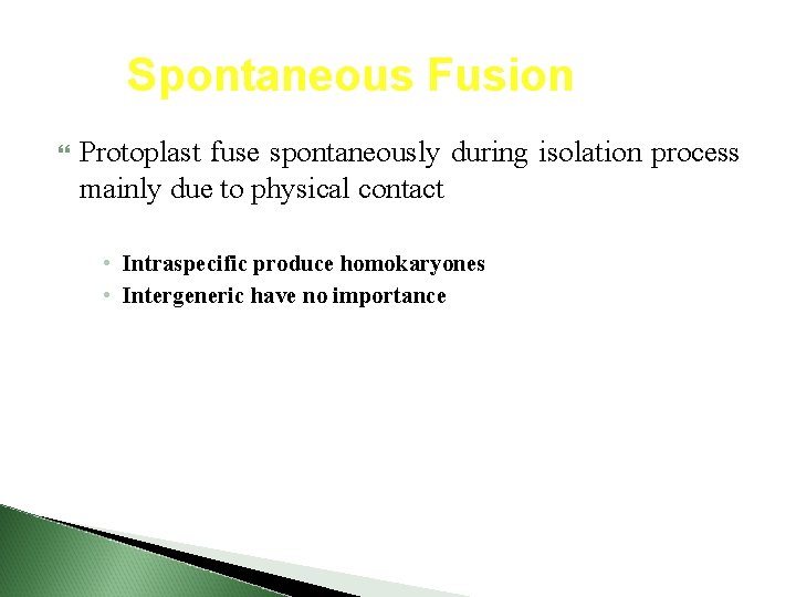 Spontaneous Fusion Protoplast fuse spontaneously during isolation process mainly due to physical contact •