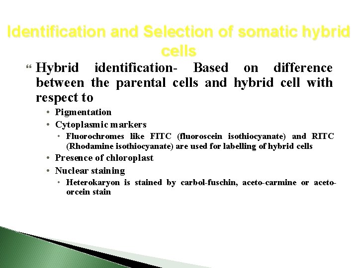 Identification and Selection of somatic hybrid cells Hybrid identification- Based on difference between the