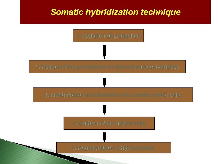 Somatic hybridization technique 1. isolation of protoplast 2. Fusion of the protoplasts of desired