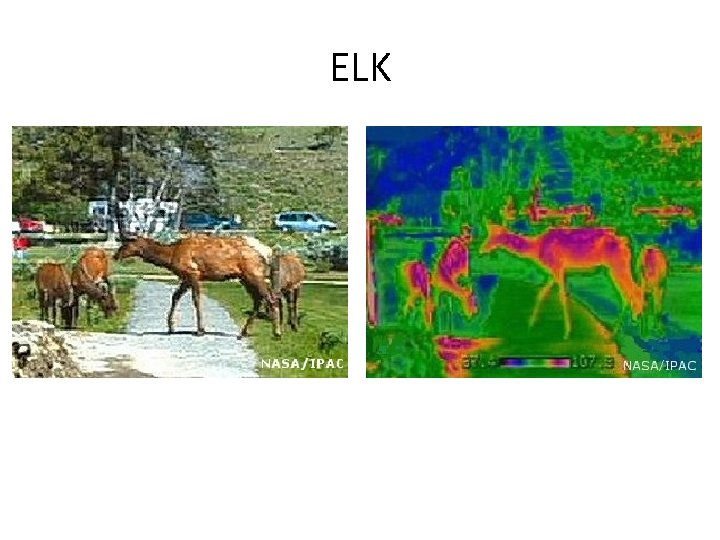 ELK 