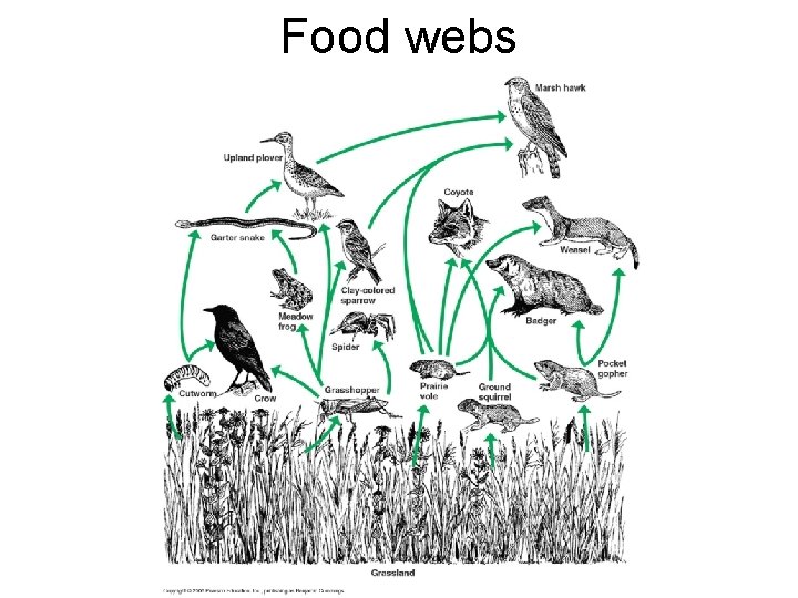 Food webs 