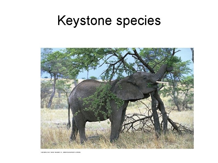 Keystone species 
