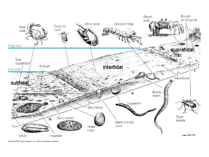 supratidal intertidal subtidal 