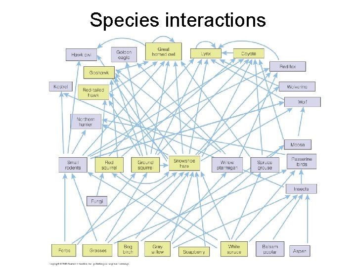 Species interactions 