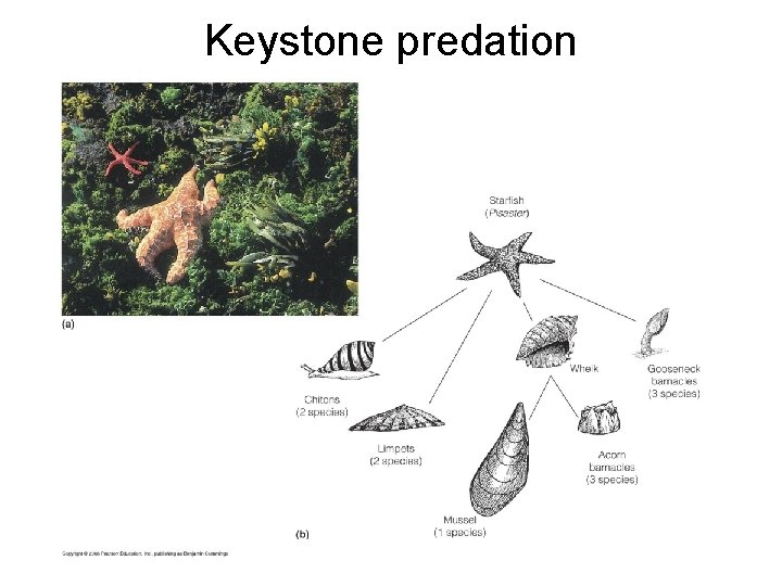 Keystone predation 