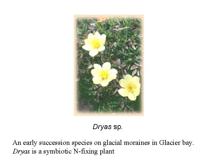 Dryas sp. An early succession species on glacial moraines in Glacier bay. Dryas is